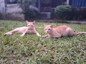 6-12 months Male Mixed Breed Bengal