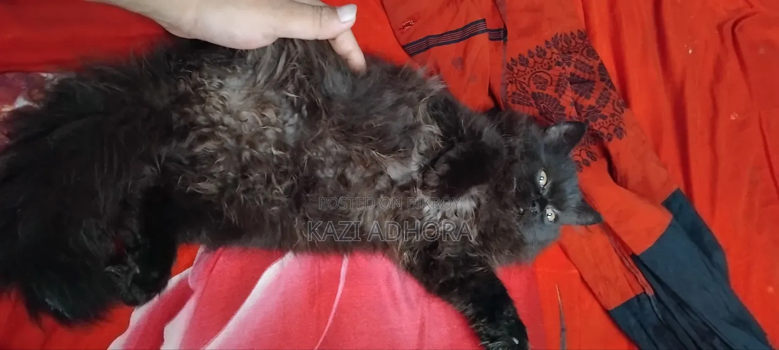 1-3 months Male Purebred Persian