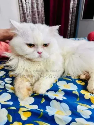 1+ year Male Purebred Persian