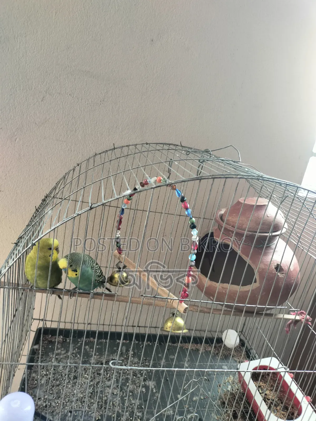 The birds will be sold urgently