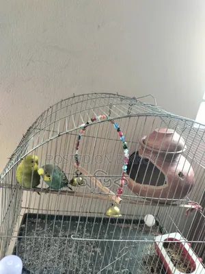 The birds will be sold urgently