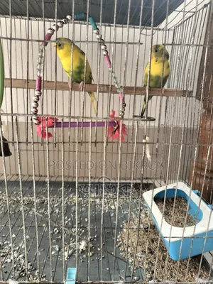 The birds will be sold urgently