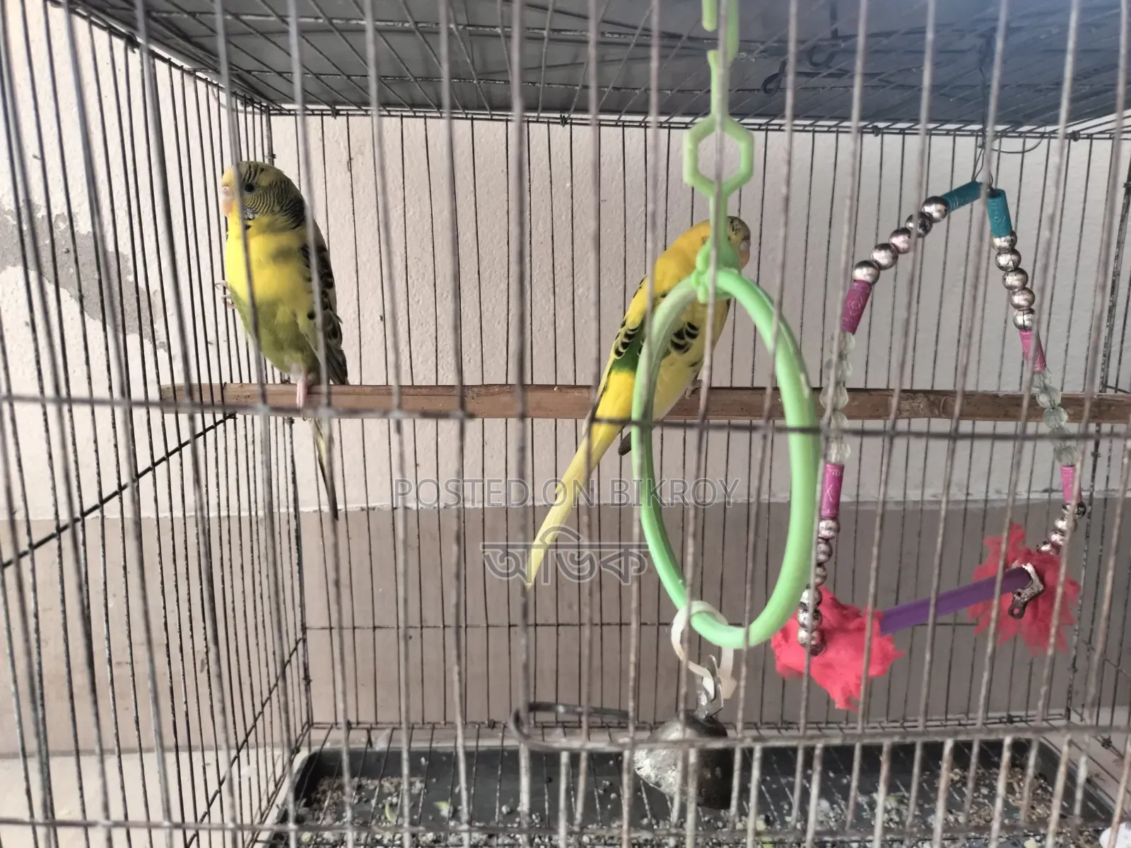 The birds will be sold urgently