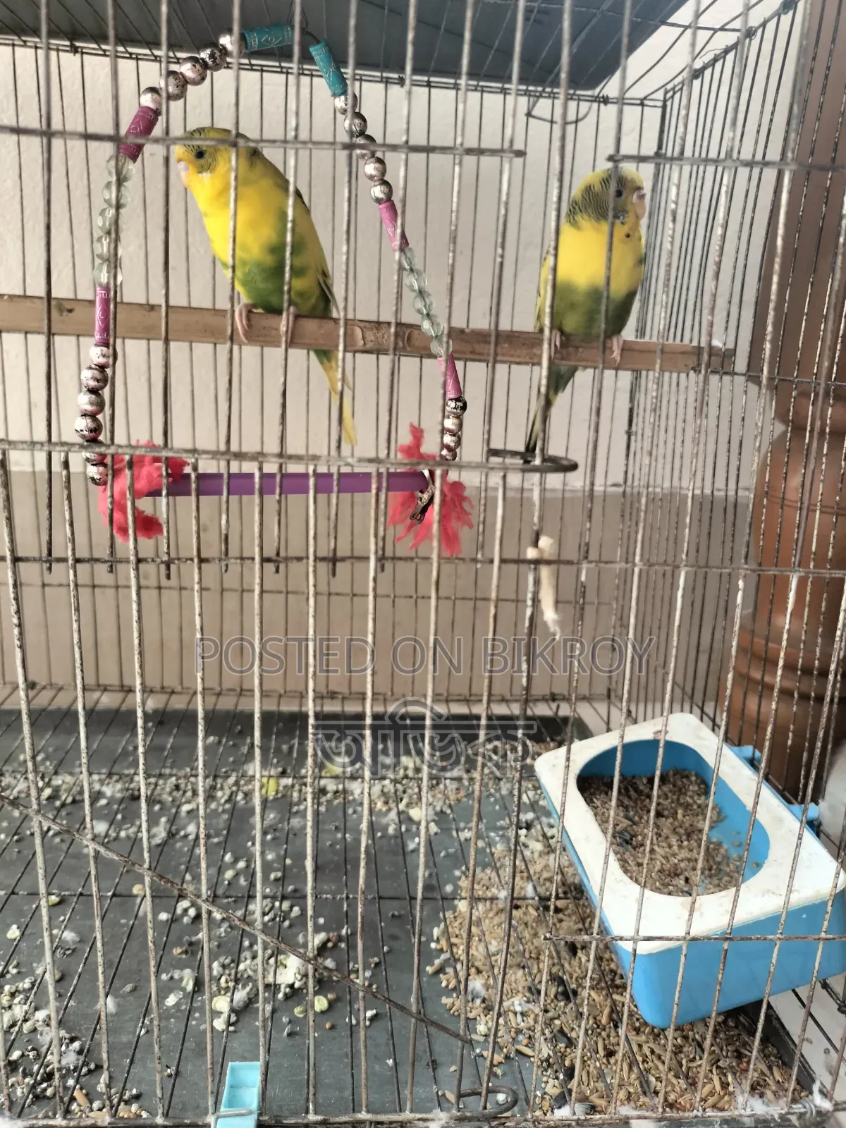 The birds will be sold urgently