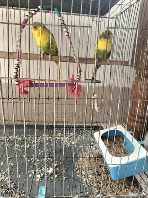The birds will be sold urgently