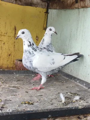 Pair of baby birds