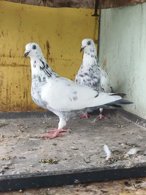 Pair of baby birds