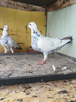 Pair of baby birds