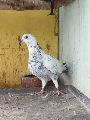Pair of baby birds