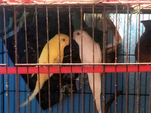 Running Budgerigar