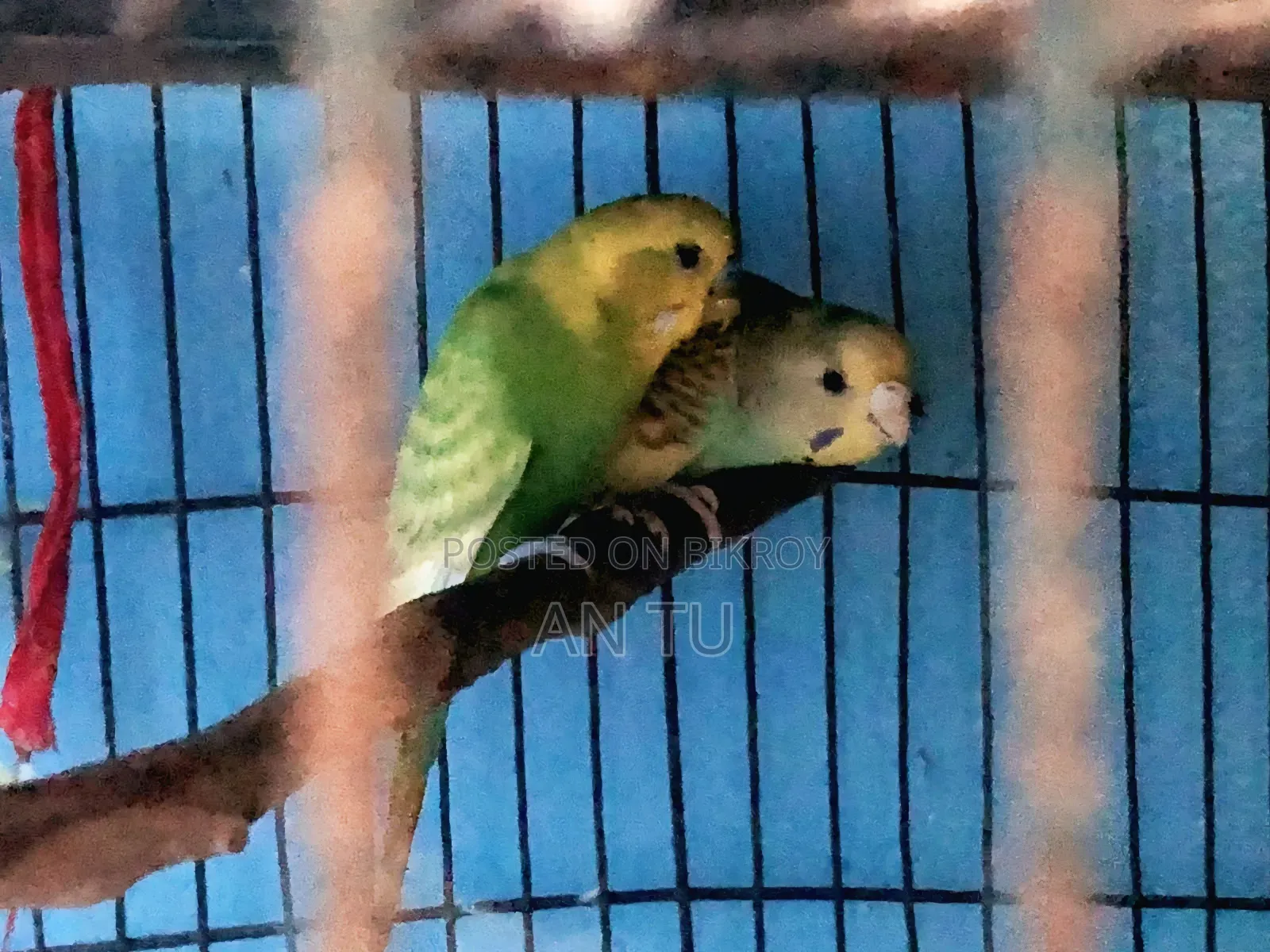 Running Budgerigar