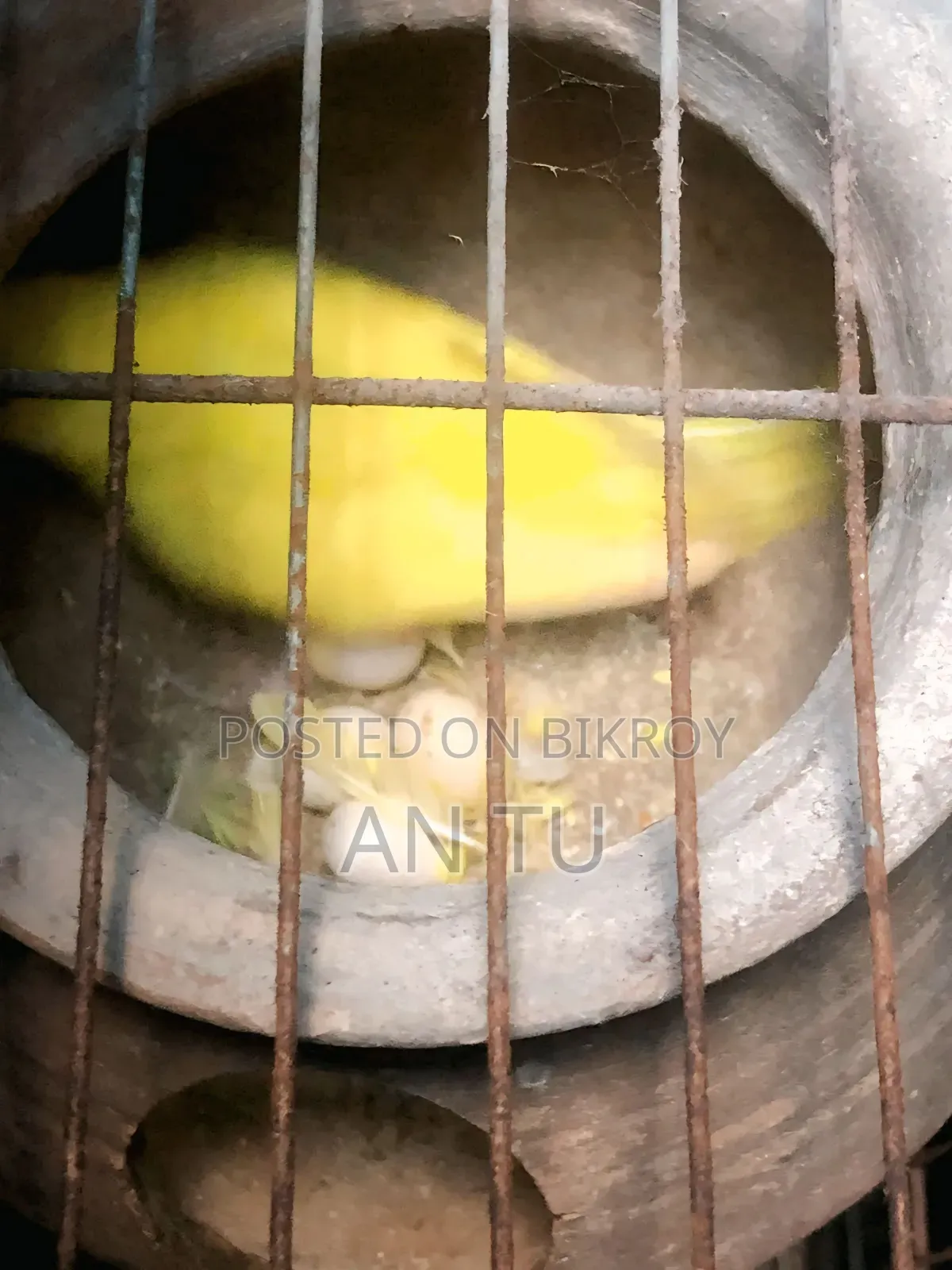 Running Budgerigar