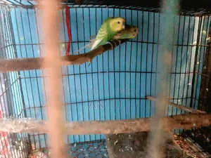 Running Budgerigar