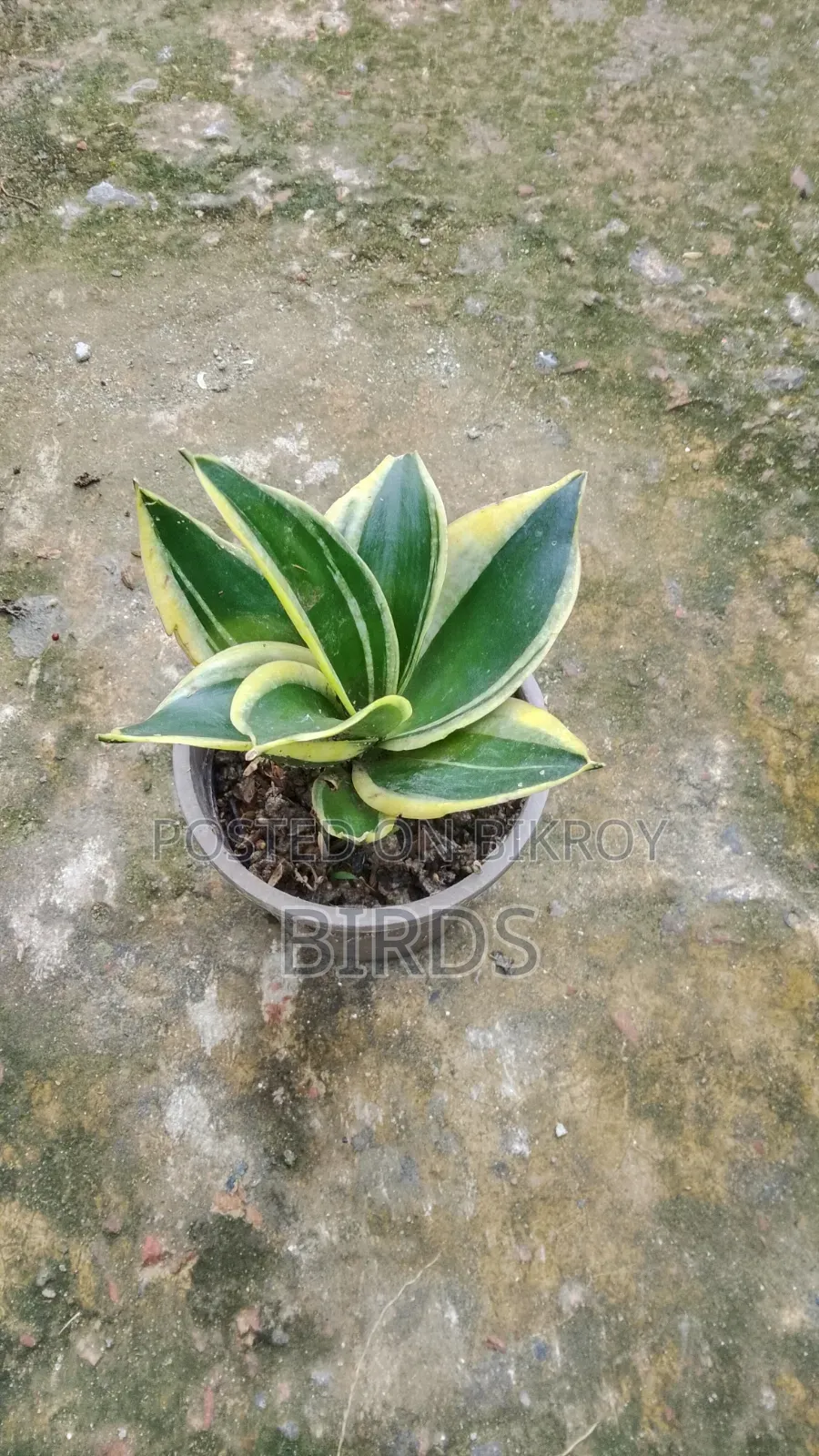 Sanke Plant