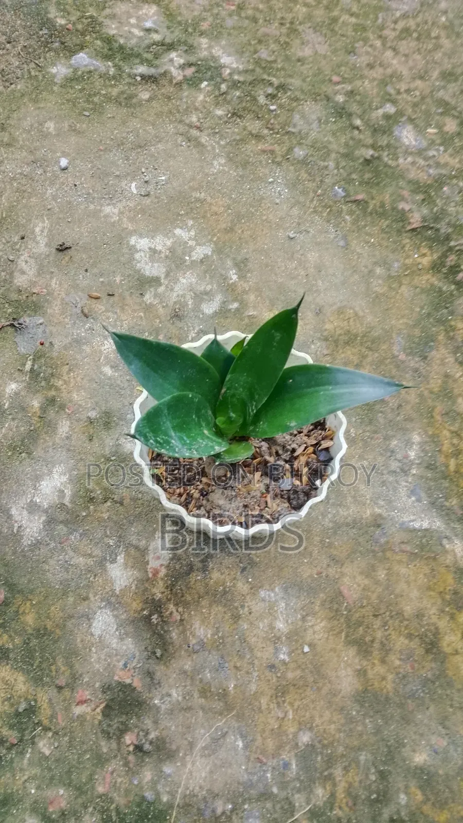 Sanke Plant