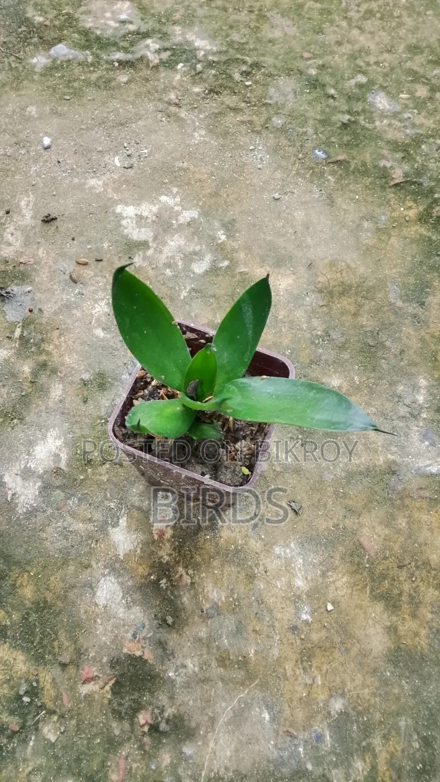 Sanke Plant