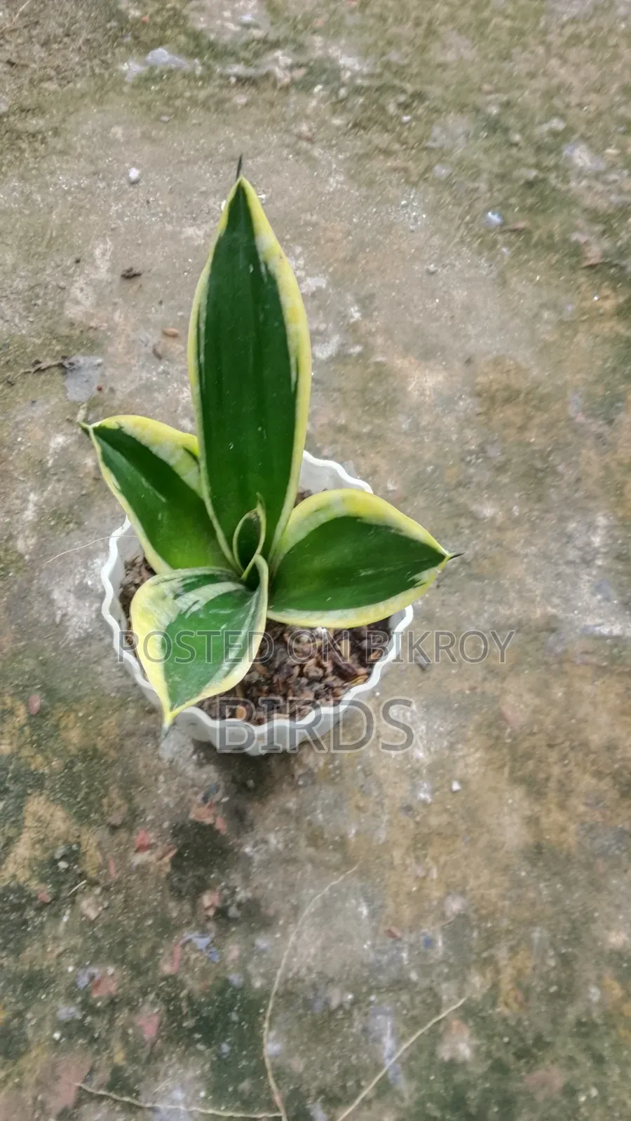 Sanke Plant