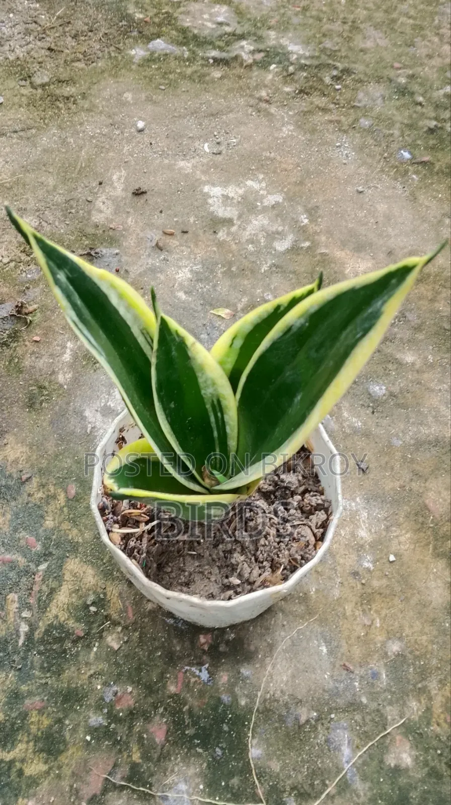 Sanke Plant