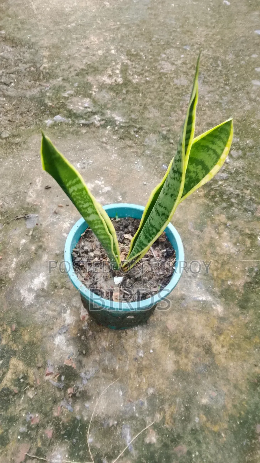Sanke Plant