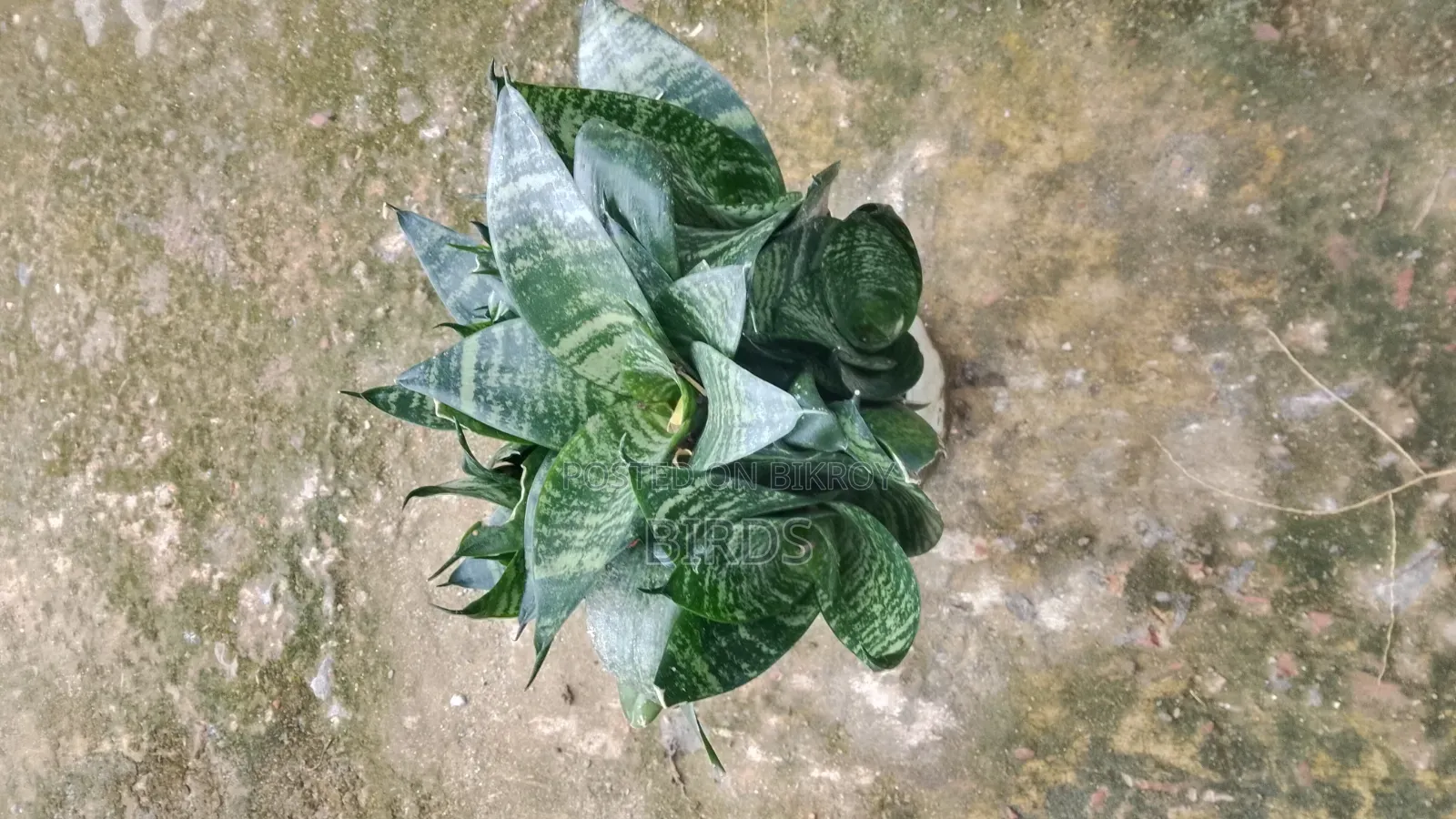 Sanke Plant