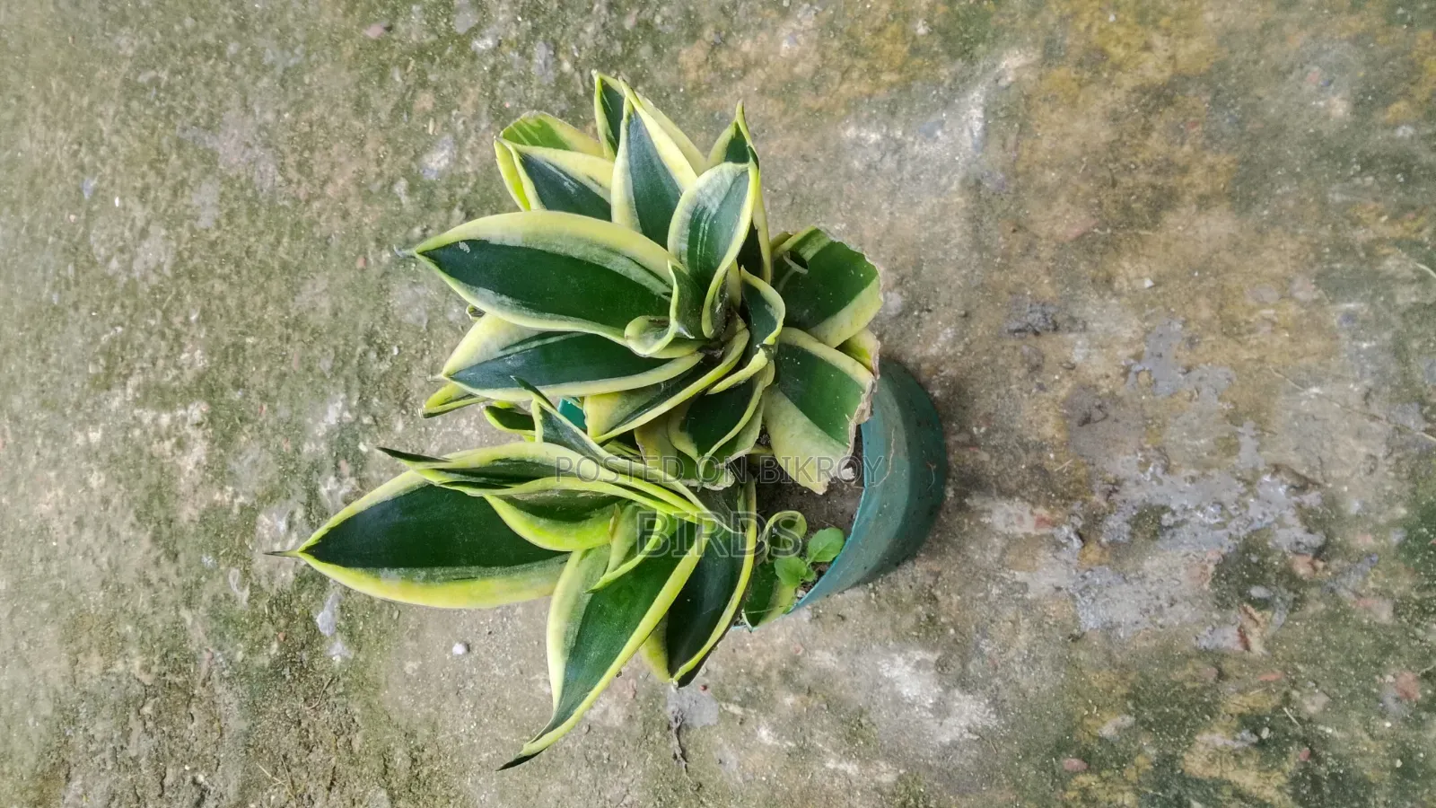 Sanke Plant