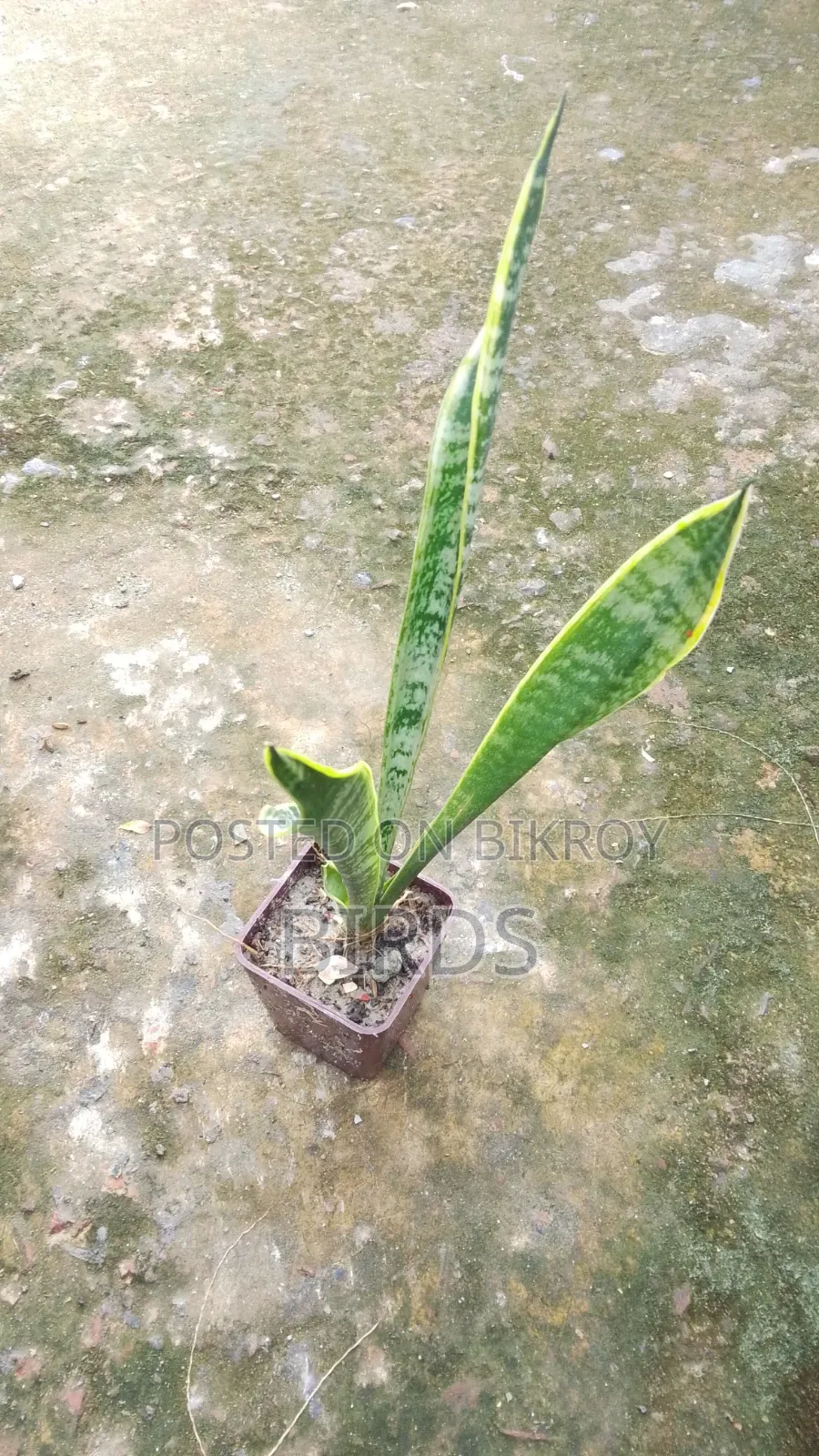 Sanke Plant