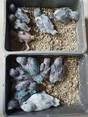 ফরপাস টেম সাইজ বেবি ১১ পিস ফিক্সড দাম