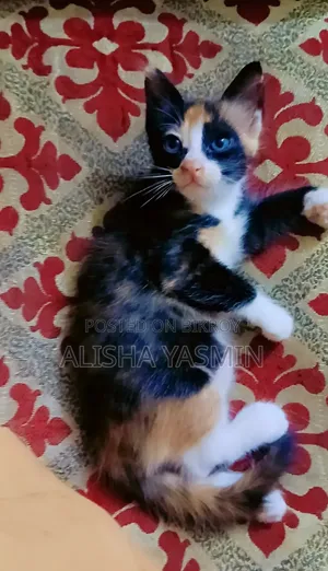 0-1 month Female Mixed Breed Persian
