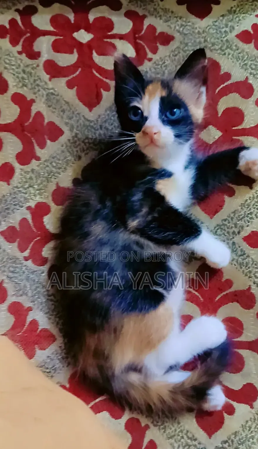0-1 month Female Mixed Breed Persian