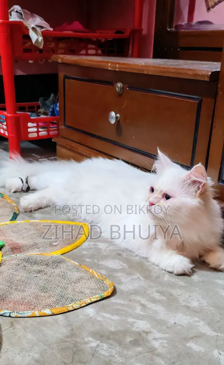 ১+ বছর বয়সী ফিমেল পিওরব্রেড পার্সিয়ান