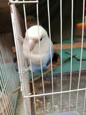 Birds Sell