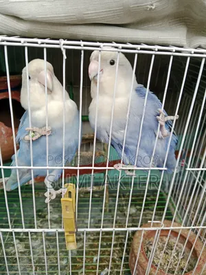 পাখি বিক্রি