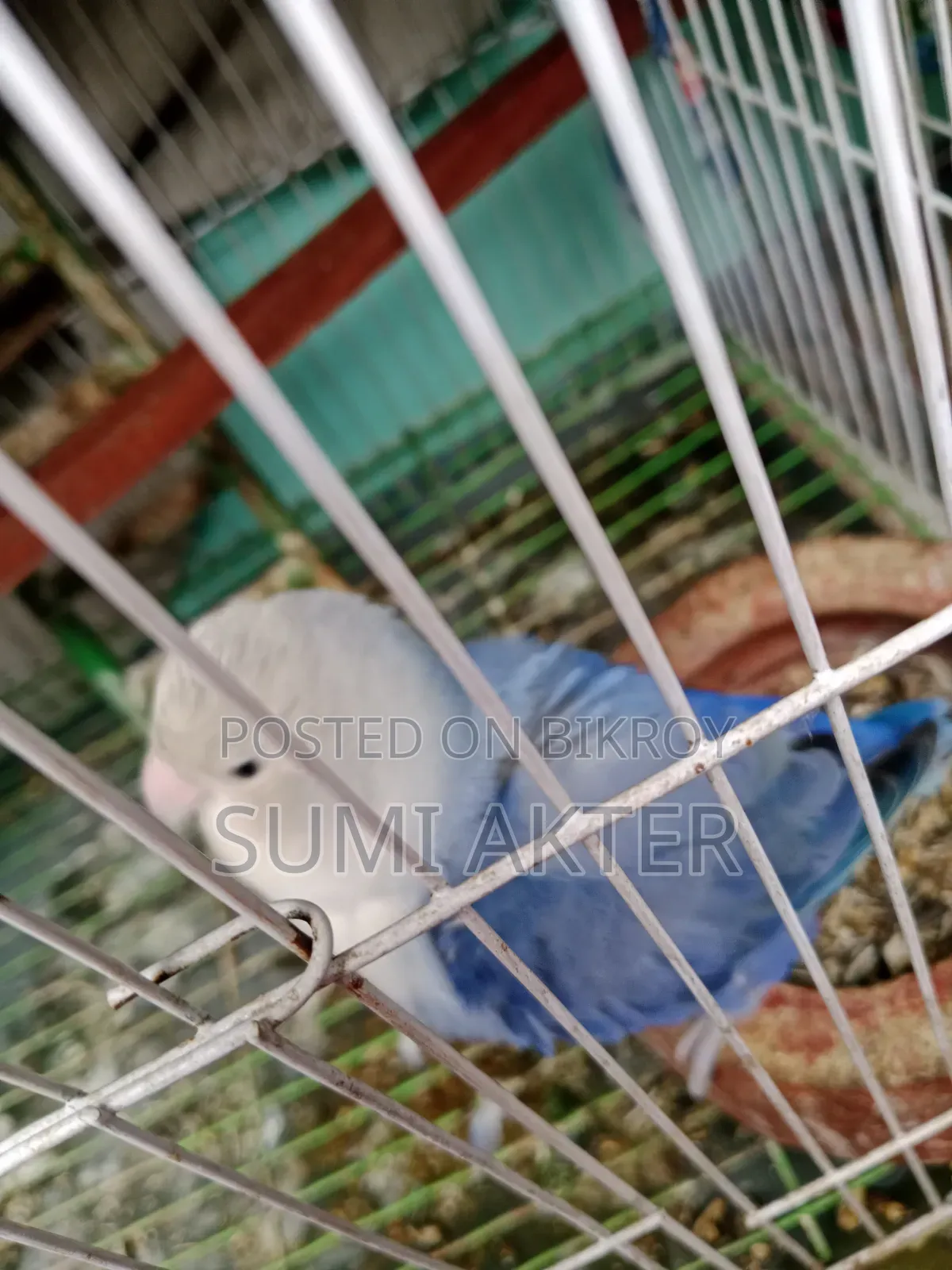 পাখি বিক্রি