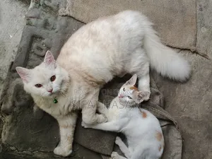 ৬-১২ মাস বয়সি পুরুষ মিক্সড ব্রিড পারসিয়ান