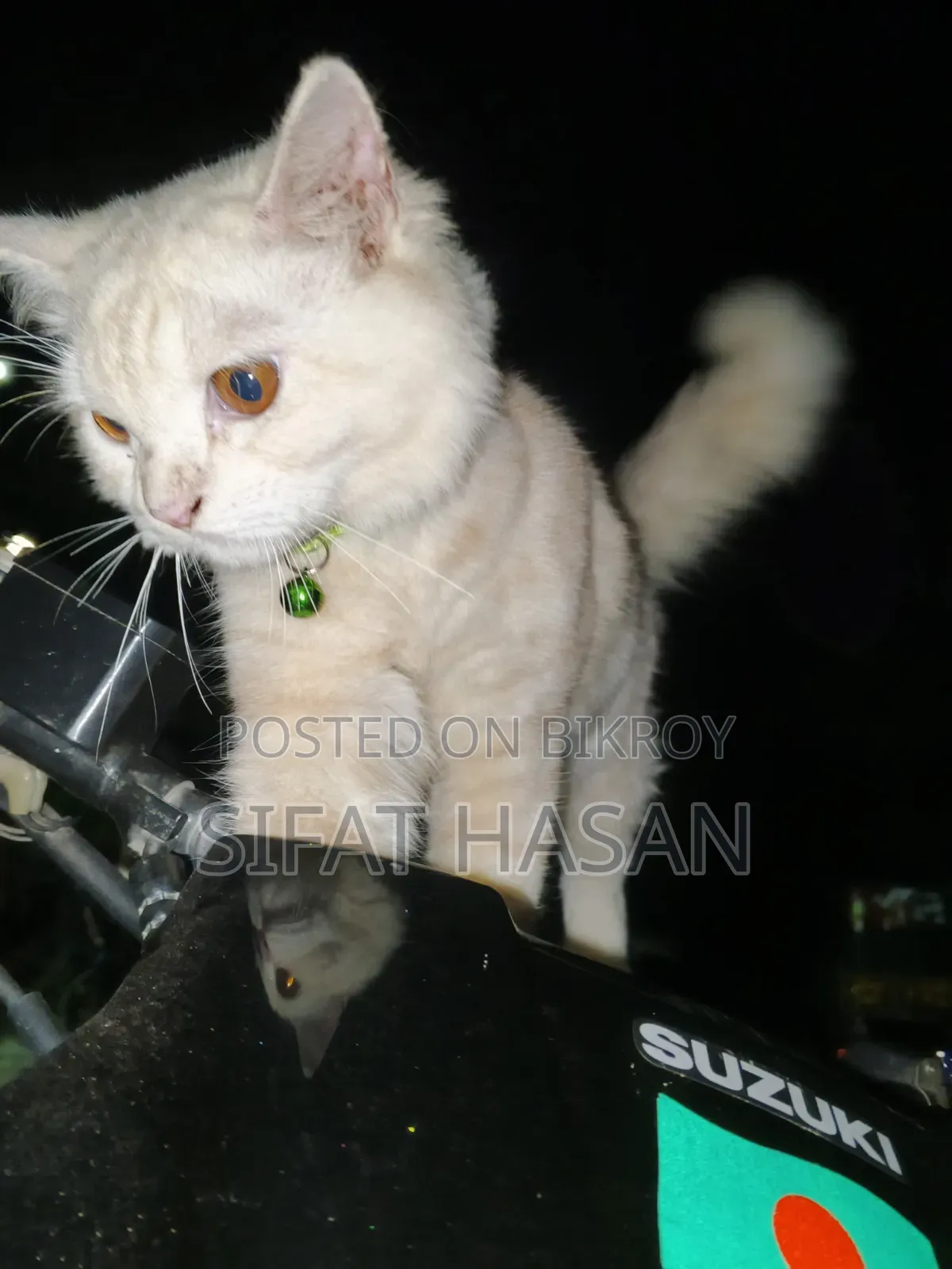6-12 months Male Mixed Breed Persian