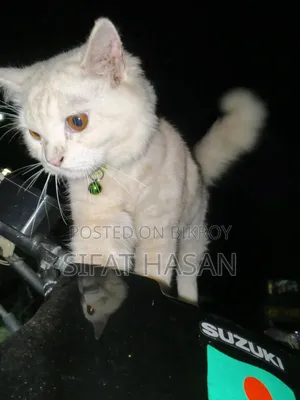 6-12 months Male Mixed Breed Persian