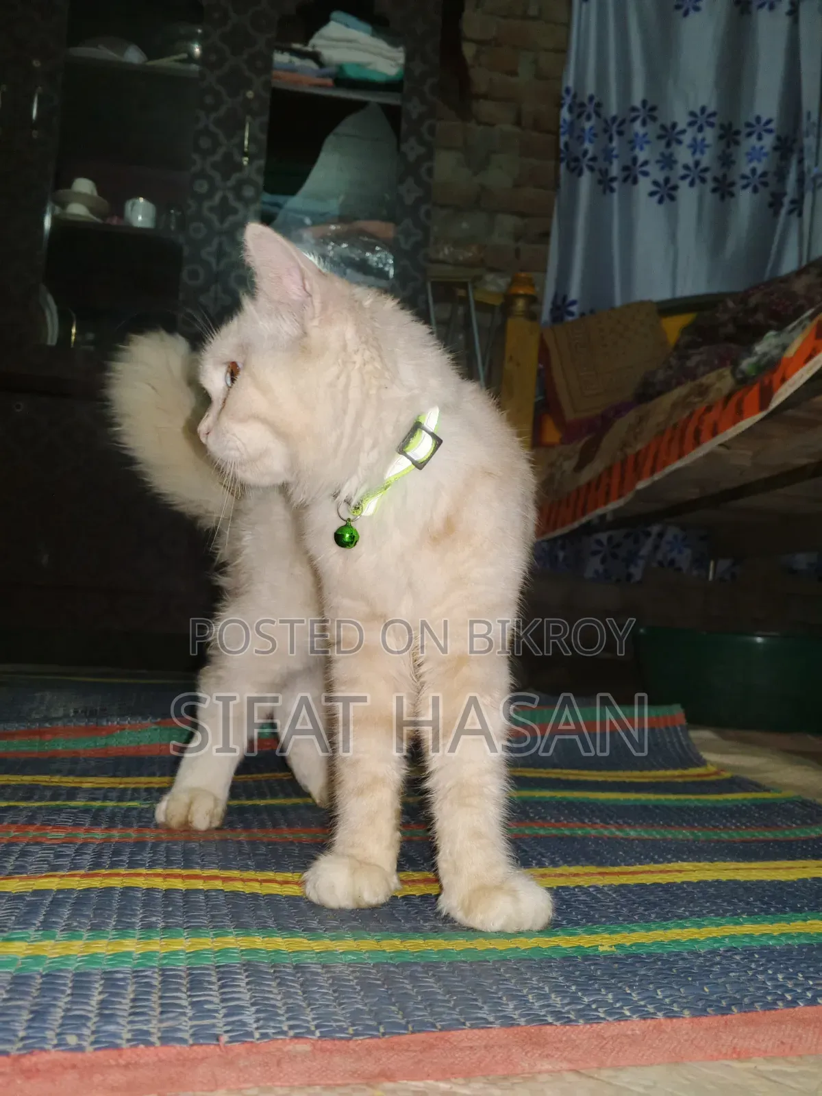 6-12 months Male Mixed Breed Persian