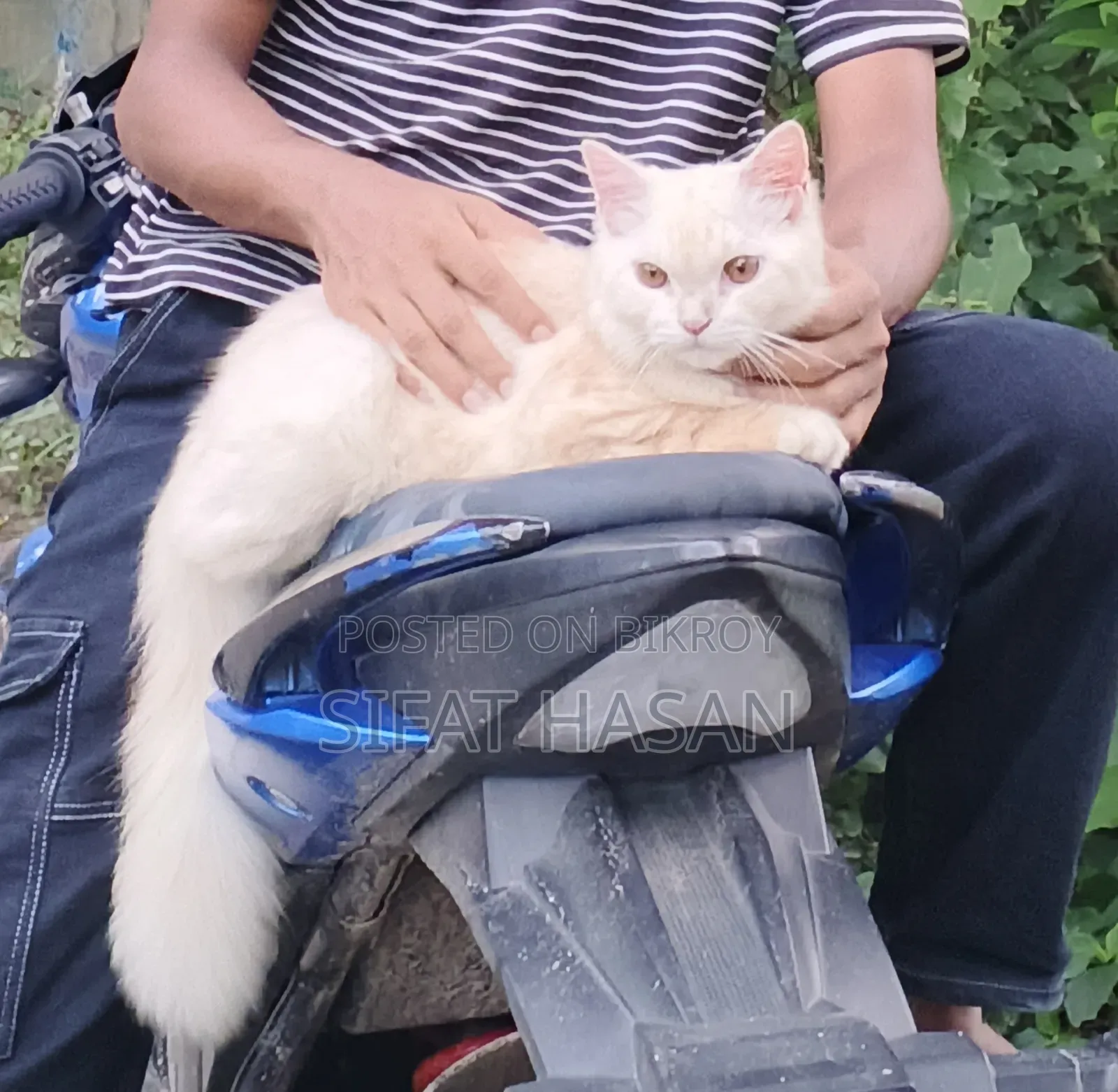 6-12 months Male Mixed Breed Persian