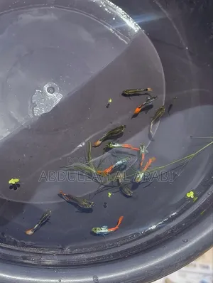 1 pair RTP Guppy
