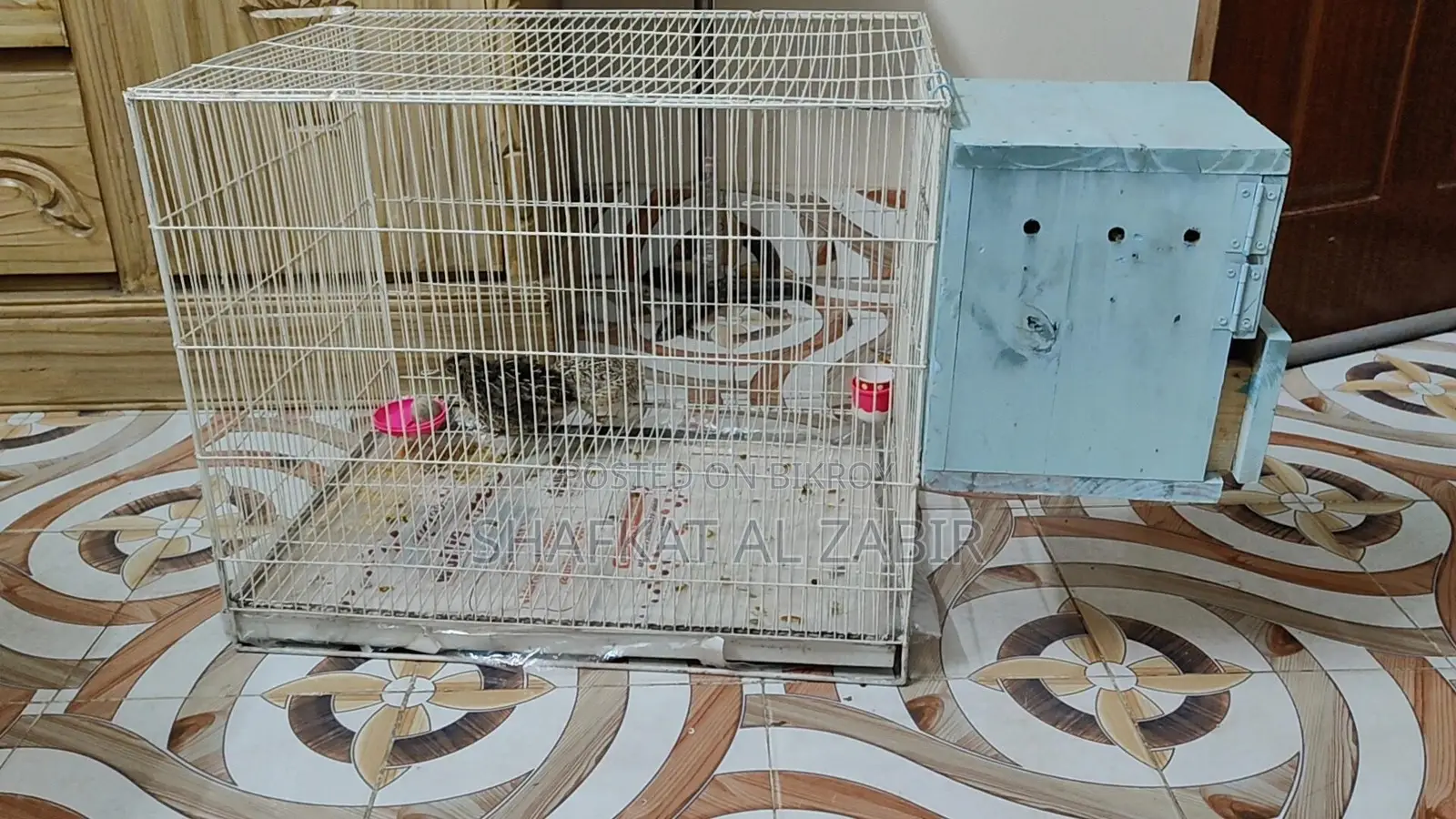 Birds Cage