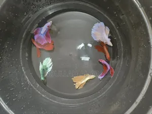 Male Betta