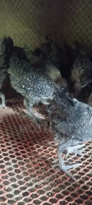 ৫০ দিন এবং ১মাসের ফাওমি মুরগির বাচ্চা।