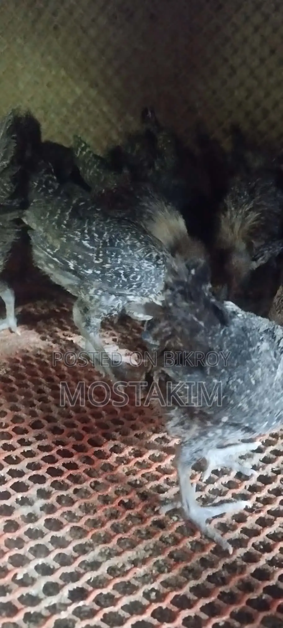 50-day and 1-month old Fayoumi chicks.