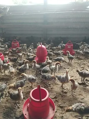 50-day and 1-month old Fayoumi chicks.