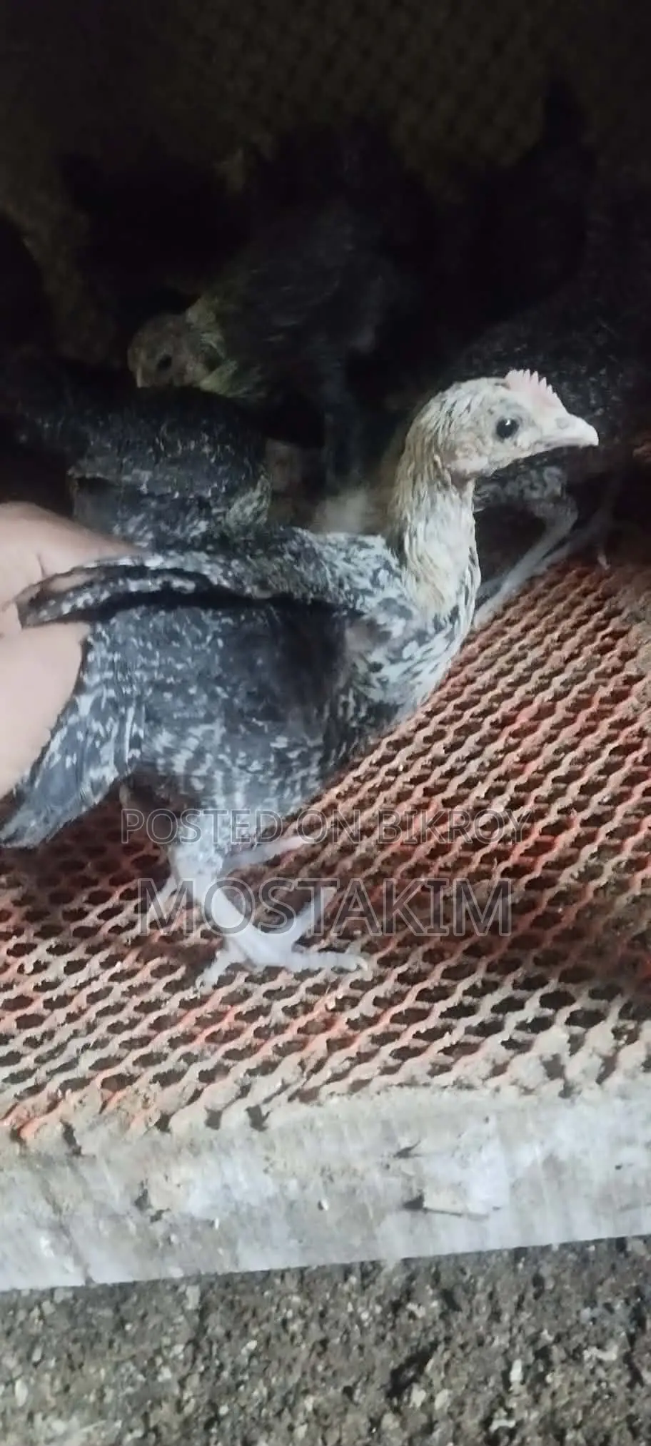 50-day and 1-month old Fayoumi chicks.