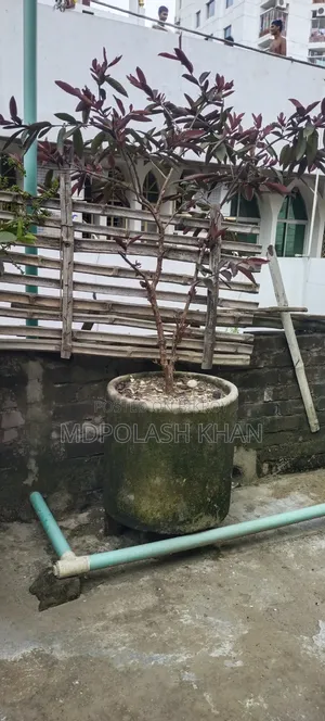 টব সহ ফল গাছ