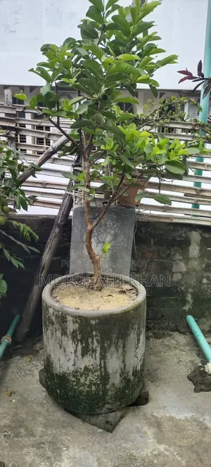 টব সহ ফল গাছ