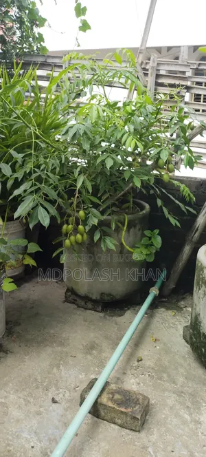 টব সহ ফল গাছ
