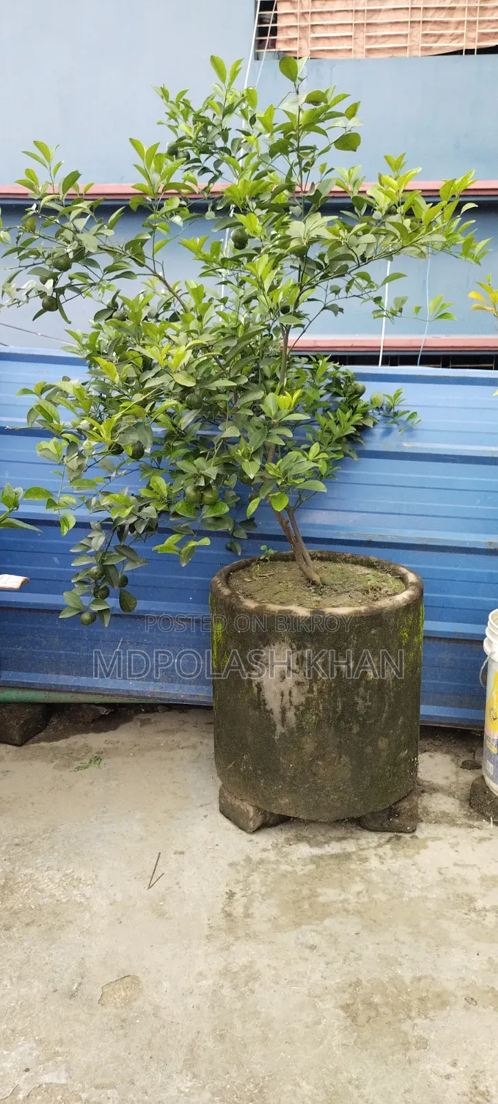 টব সহ ফল গাছ