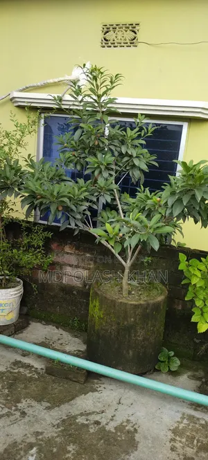 টব সহ ফল গাছ